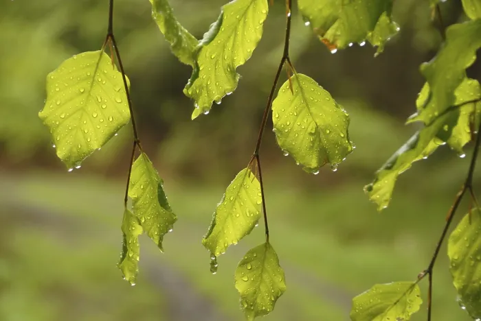 Framed Print : Beech Leaves in Spring Rain Shower Print Framed Print : Beech Leaves in Spring Rain Shower Print