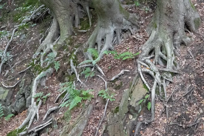 Framed Print : Beech Roots Reach into the Soil Print, Bochum, Germany