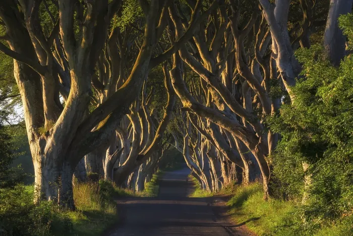 Framed Print : Beech Tree Avenue Print, The Dark Hedges Framed Print : Beech Tree Avenue Print, The Dark Hedges