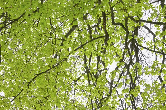 Framed Print : Beech Tree Leaves in Spring Print Framed Print : Beech Tree Leaves in Spring Print