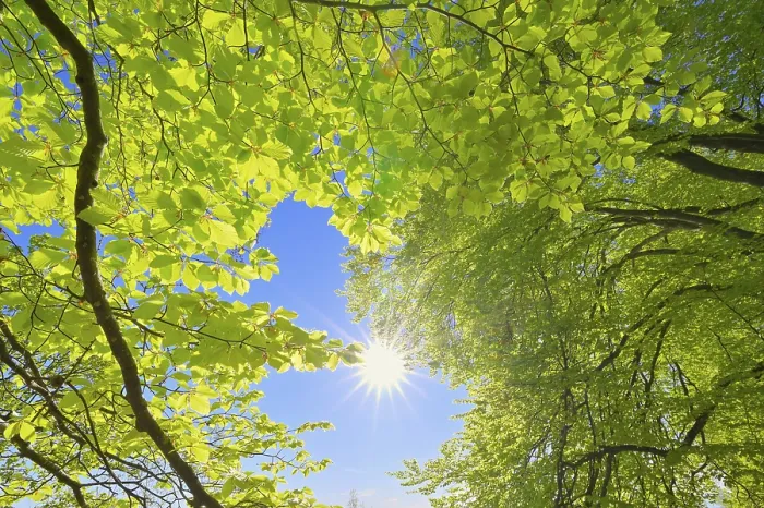 Framed Print : Beech Tree Leaves with Sun Print Framed Print : Beech Tree Leaves with Sun Print