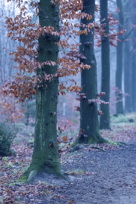Framed Print : Germany Beech Tree Trunks in Autumn Print Framed Print : Germany Beech Tree Trunks in Autumn Print