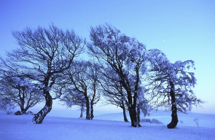 Framed Print : Beech Trees in Winter Print, Schauinsland, Germany Framed Print : Beech Trees in Winter Print, Schauinsland, Germany