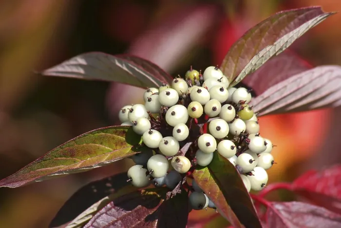 Framed Print : Beeren Print by imageBROKER Framed Print : Beeren Print by imageBROKER