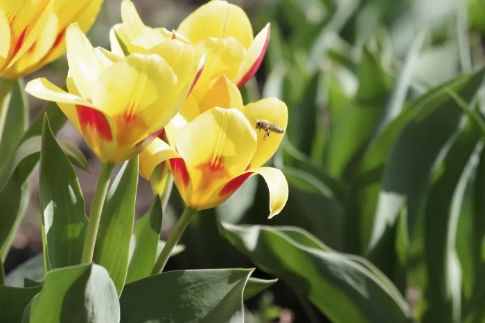 Framed Print : Bees and Tulips Spring Print