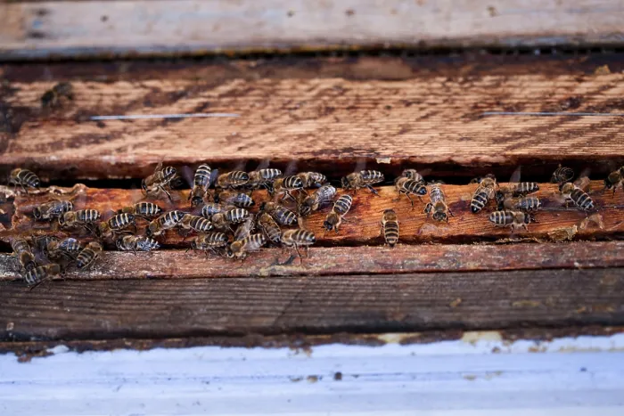 Framed Print : Bees on Honeycomb Frames Print