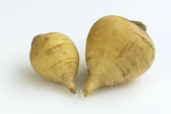 Framed Print : Beet (Brassica rapa) Print Framed Print : Beet (Brassica rapa) Print