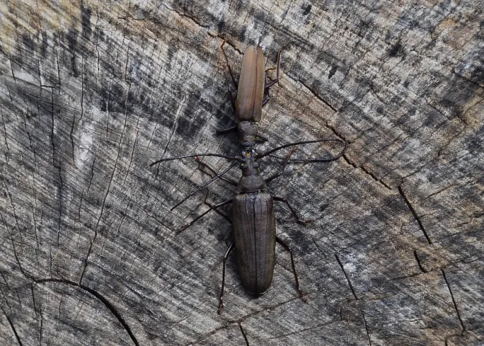 Framed Print : Beetle bark beetle Imago Print Framed Print : Beetle bark beetle Imago Print