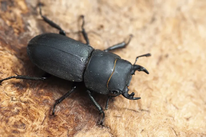 Framed Print : Dorcus Parallelipipedus Print, Lesser Stag Beetle Framed Print : Dorcus Parallelipipedus Print, Lesser Stag Beetle