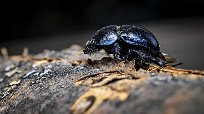 Framed Print : A Beetle on a Tree Trunk Print: Anoplotrupes stercorosus Framed Print : A Beetle on a Tree Trunk Print: Anoplotrupes stercorosus