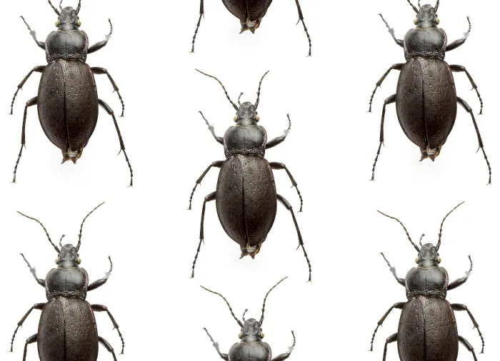 Framed Print : Many Beetles Print Framed Print : Many Beetles Print