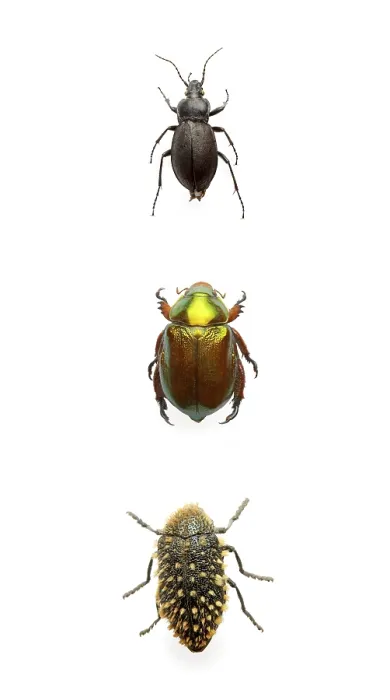 Framed Print : Three Beetles Print Framed Print : Three Beetles Print