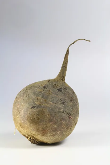 Framed Print : Beetroot Beetroot Print by imageBROKER Framed Print : Beetroot Beetroot Print by imageBROKER