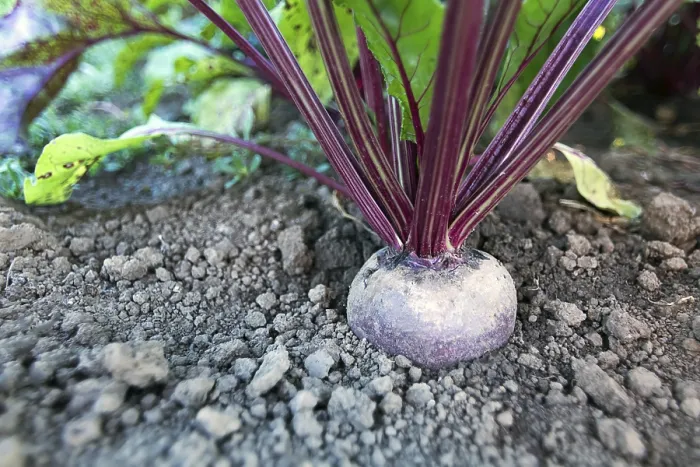 Framed Print : Beetroot in a Vegetable Garden Print Framed Print : Beetroot in a Vegetable Garden Print