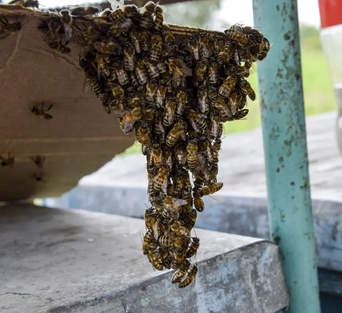 Framed Print : The Beginning of the Swarming of the Bees Print Framed Print : The Beginning of the Swarming of the Bees Print