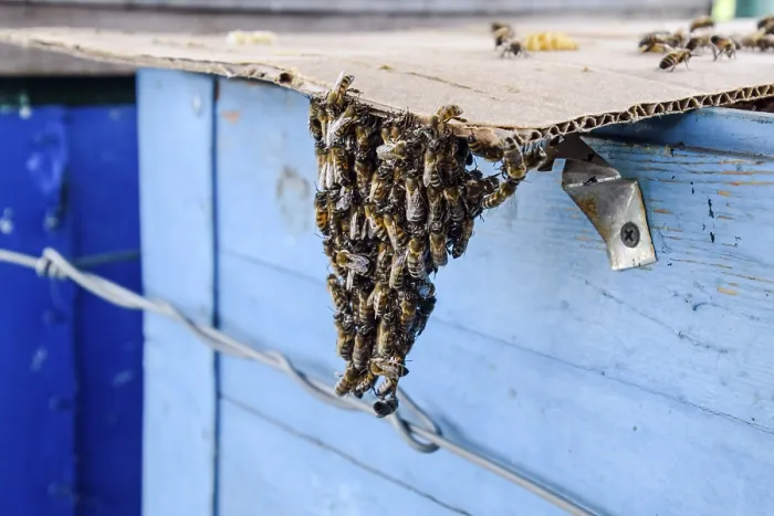 Framed Print : Print of Honey Bees Swarming Framed Print : Print of Honey Bees Swarming