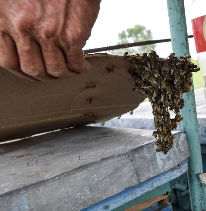 Framed Print : The Beginning of the Swarming of the Bees Print