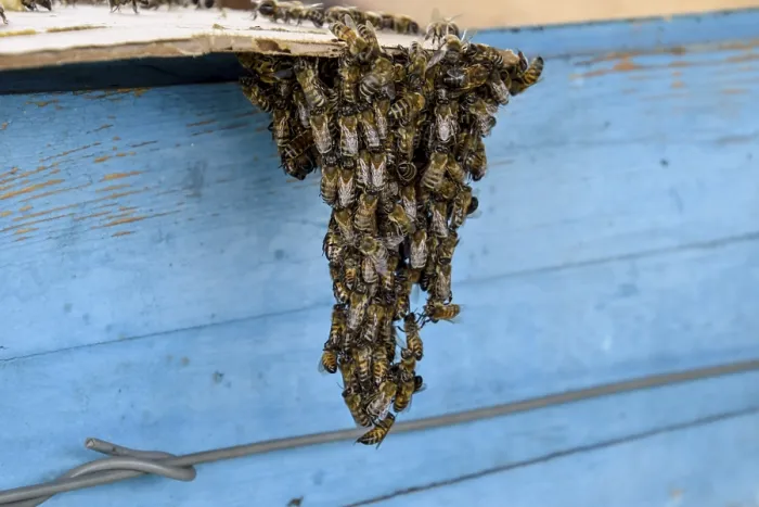 Framed Print : The Beginning of the Swarming of the Bees Print Framed Print : The Beginning of the Swarming of the Bees Print