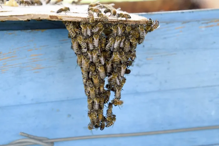 Framed Print : The Beginning of the Swarming of the Bees Print Framed Print : The Beginning of the Swarming of the Bees Print