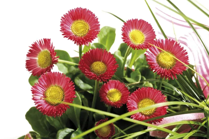 Framed Print : Bellis Spring Flowers Print Framed Print : Bellis Spring Flowers Print