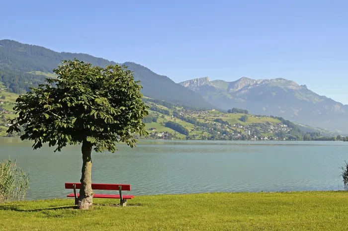 Framed Print : Bench, Tree and Mountains Print of Lake Sarnen, Switzerland Framed Print : Bench, Tree and Mountains Print of Lake Sarnen, Switzerland