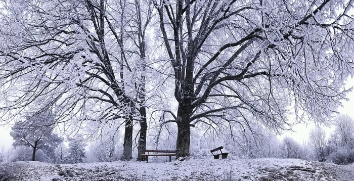 Framed Print : Benches under wintry linden trees Print, Eichstaett, Bavaria Framed Print : Benches under wintry linden trees Print, Eichstaett, Bavaria