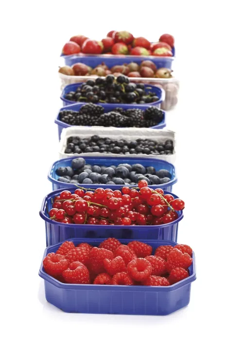 Framed Print : Berries in Plastic Boxes Print Collection Framed Print : Berries in Plastic Boxes Print Collection