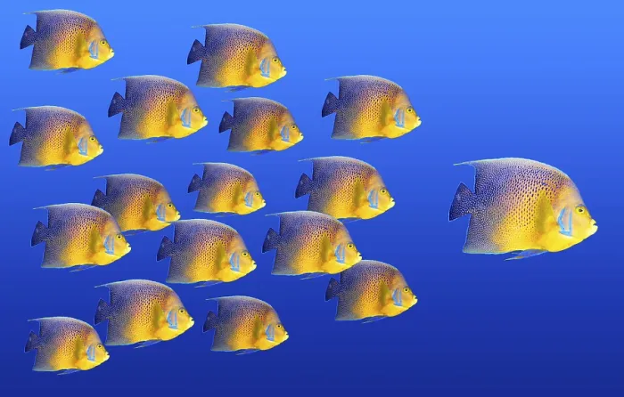 Framed Print : Big Fish Leading Others Print Framed Print : Big Fish Leading Others Print