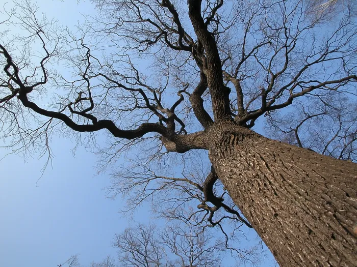 Framed Print : A Big Tree from the Bottom Up Print Framed Print : A Big Tree from the Bottom Up Print