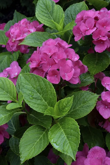 Framed Print : Bigleaf Hydrangea Print, Germany Framed Print : Bigleaf Hydrangea Print, Germany