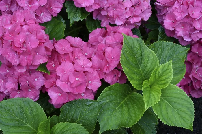 Framed Print : Bigleaf Hydrangea Print, Germany