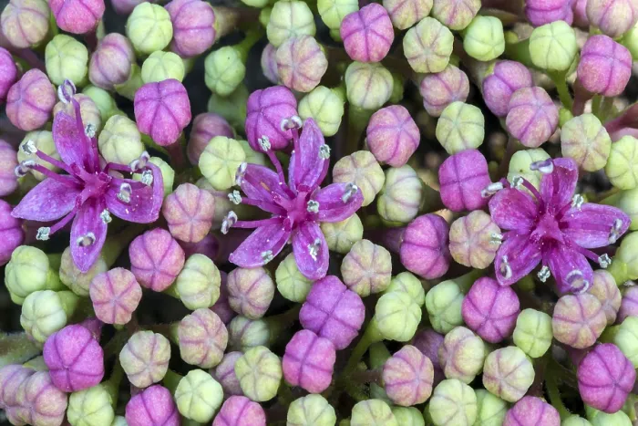 Framed Print : Bigleaf Hydrangea Print - Macro Photo of Inner Buds
