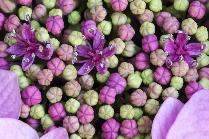Framed Print : Bigleaf Hydrangea Print, Macro Photo of Inner Buds