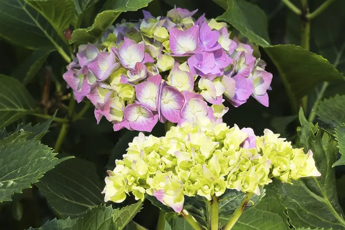 Framed Print : Bigleaf Hydrangea Flowering Print, Germany Framed Print : Bigleaf Hydrangea Flowering Print, Germany