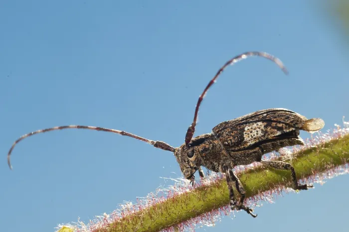 Framed Print : White-Clouded Longhorn Beetle Print, Coleoptera Framed Print : White-Clouded Longhorn Beetle Print, Coleoptera