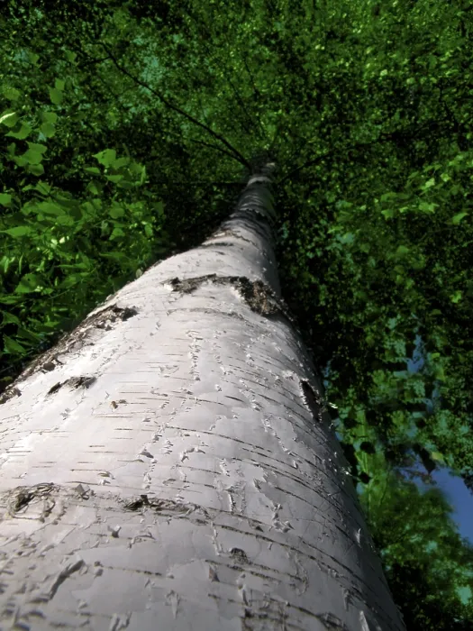 Framed Print : Birch Birch Print by imageBROKER Framed Print : Birch Birch Print by imageBROKER