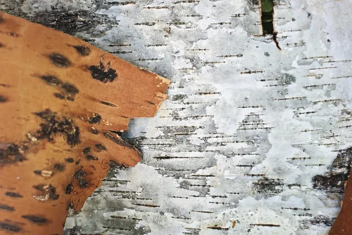 Framed Print : Birch Bark Background Print Framed Print : Birch Bark Background Print