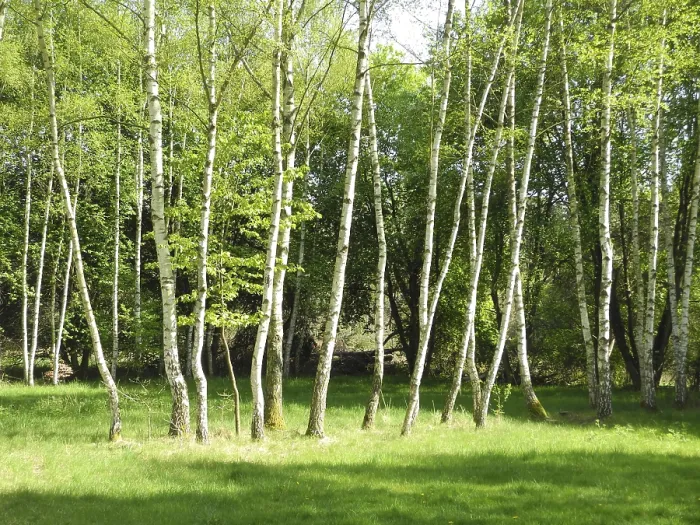 Framed Print : Spring Forest Birch Tree Print Framed Print : Spring Forest Birch Tree Print
