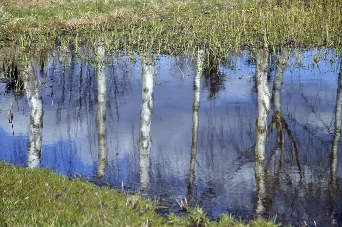 Framed Print : Reflections on Birch Tree Trunks Print Framed Print : Reflections on Birch Tree Trunks Print