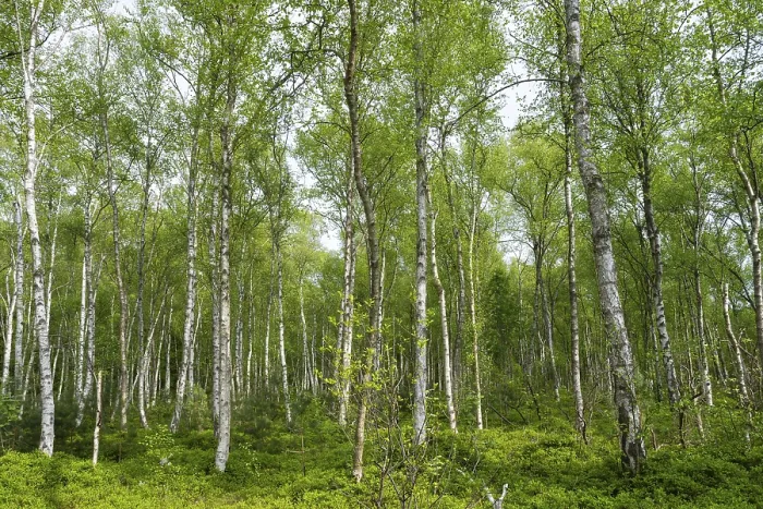 Framed Print : Birch Forest Print, Muritz National Park, Germany Framed Print : Birch Forest Print, Muritz National Park, Germany