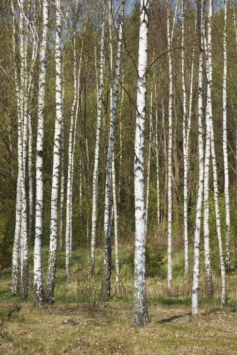 Framed Print : Birch Grove in Spring Print Framed Print : Birch Grove in Spring Print