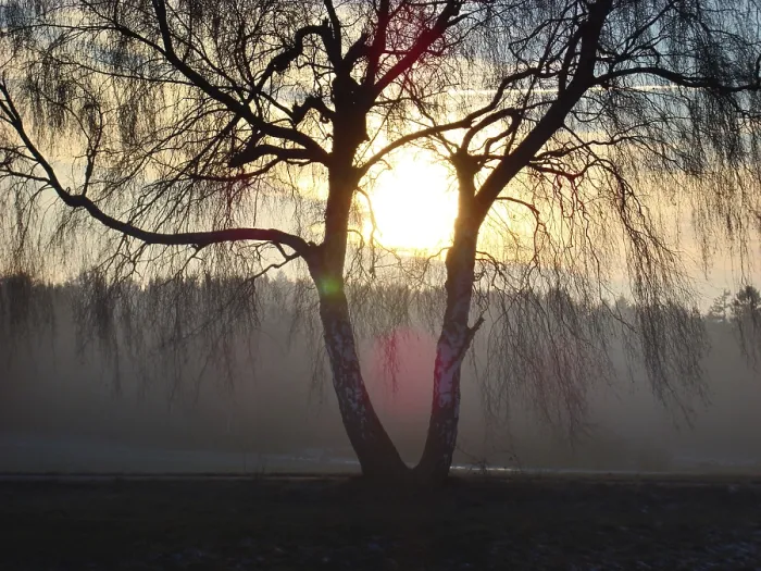 Framed Print : Birch Tree Print with Evening Sun Framed Print : Birch Tree Print with Evening Sun