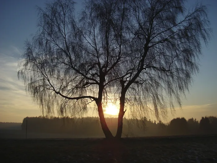 Framed Print : Birch Tree Print with Evening Sun Framed Print : Birch Tree Print with Evening Sun