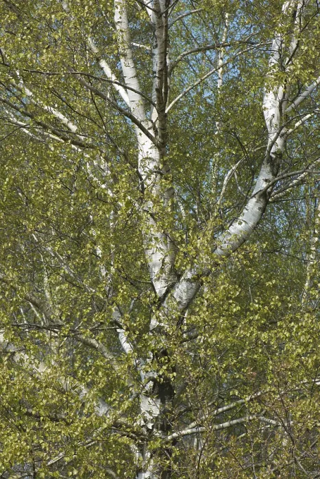 Framed Print : Birch Trees Print, Lower Saxony, Germany Framed Print : Birch Trees Print, Lower Saxony, Germany