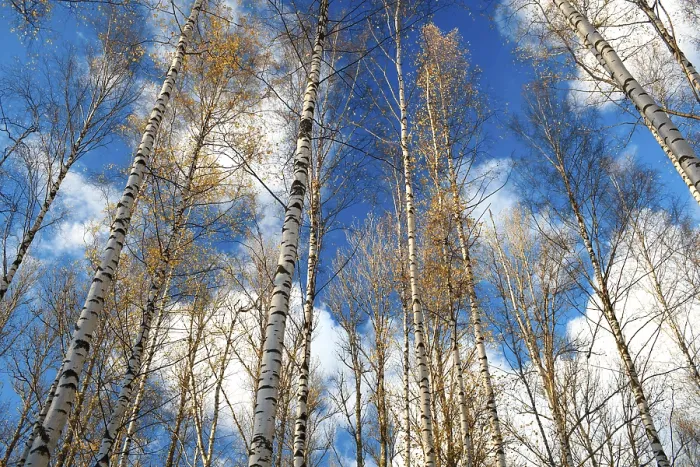 Framed Print : Birch Trees Against the Blue Sky Print Framed Print : Birch Trees Against the Blue Sky Print