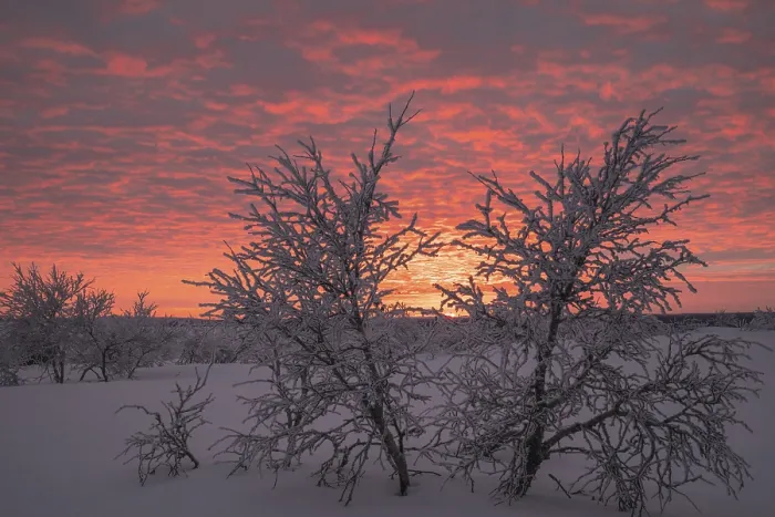 Framed Print : Birch Trees Covered with Sunset Print, Saariselka, Finland Framed Print : Birch Trees Covered with Sunset Print, Saariselka, Finland