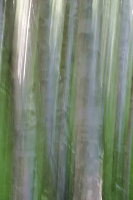 Framed Print : Birch Trunks Print - Out of Focus Framed Print : Birch Trunks Print - Out of Focus