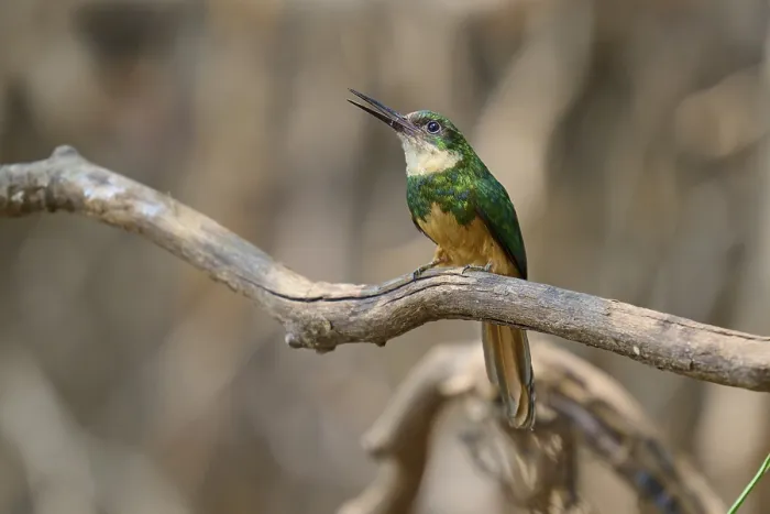 Framed Print : Rufous-tailed Jacamar Print - Pantanal, Brazil Framed Print : Rufous-tailed Jacamar Print - Pantanal, Brazil