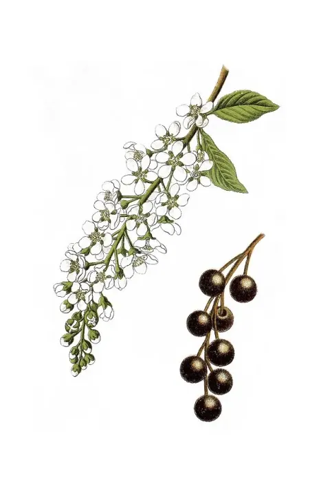 Framed Print : Bird Cherry Print, circa 1796 Framed Print : Bird Cherry Print, circa 1796