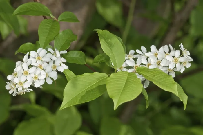 Framed Print : Bird Cherry or Hackberry (Prunus padus) Print, Germany